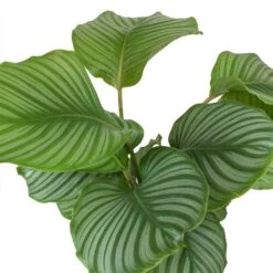 Calathea Orbifolia -Hortology Shop Calathea orbifolia Leaves