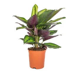 Calathea Ornata Beauty Star 7 Calathea Ornata Beauty Star -Hortology Shop Calathea ornata Beauty Star 14x50cm