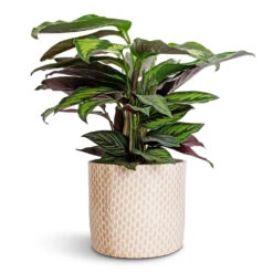 Lazzaro Plant Pot - Taupe Garland -Hortology Shop Calathea ornata Beauty Star 14x50cm Lazzaro Plant Pot Taupe Garland 18x16cm