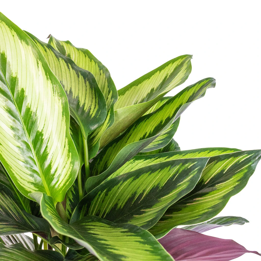 Calathea Ornata Beauty Star 2 Calathea Ornata Beauty Star - Image 2