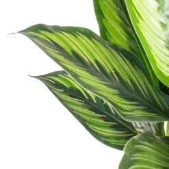 Calathea Ornata Beauty Star 8 Calathea Ornata Beauty Star -Hortology Shop Calathea ornata Beauty Star SWATCH