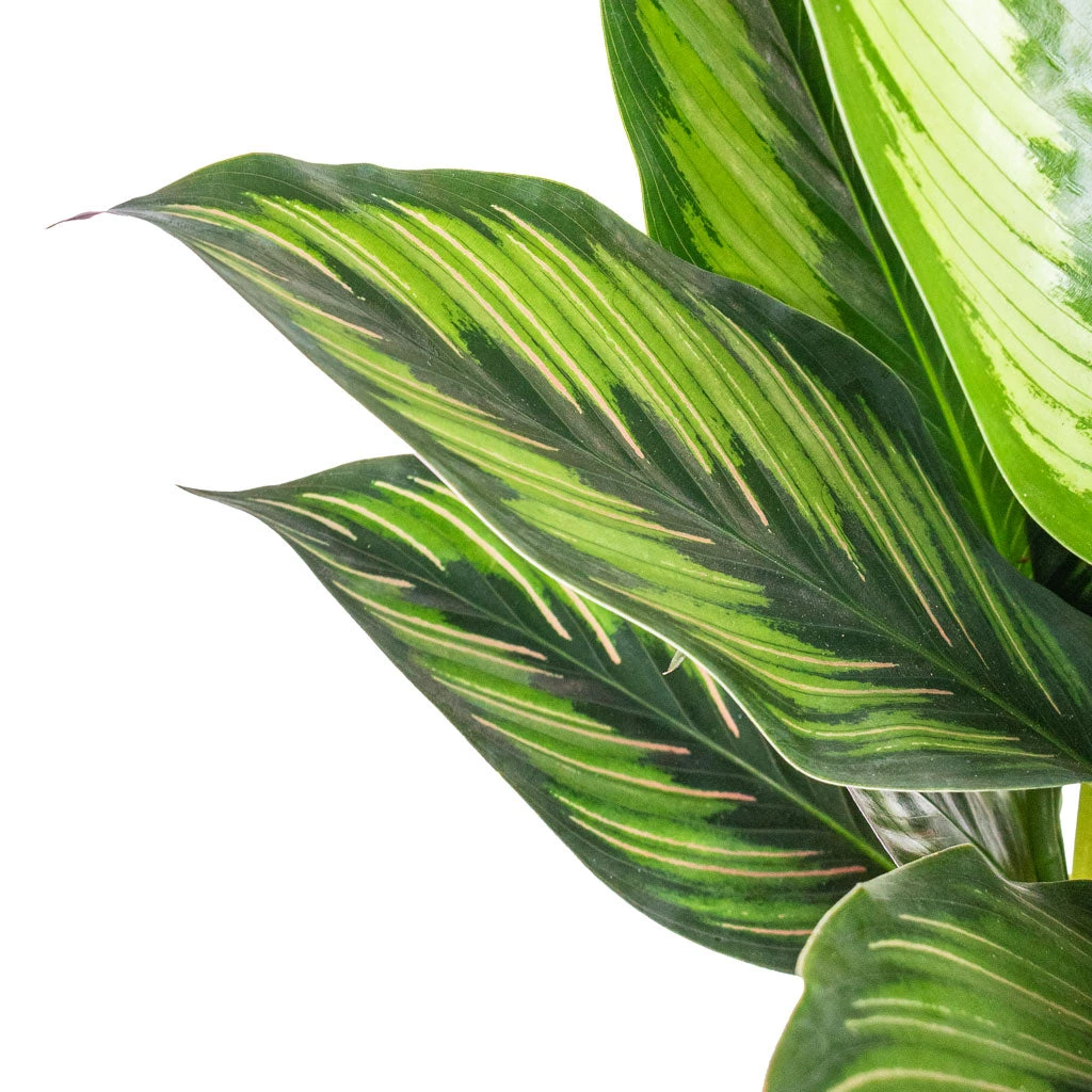 Calathea Ornata Beauty Star 4 Calathea Ornata Beauty Star - Image 4
