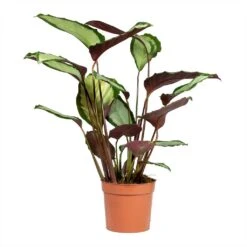 Calathea Picturata Argentea 20 Calathea Picturata Argentea -Hortology Shop Calathea picturata Argentea 12x40cm 2
