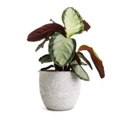 Calathea Picturata Argentea 15 Calathea Picturata Argentea -Hortology Shop Calathea picturata Argentea 12x40cm Cas Plant Pot Cool Grey 17x15cm
