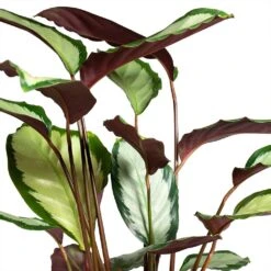 Calathea Picturata Argentea 19 Calathea Picturata Argentea -Hortology Shop Calathea picturata Argentea 12x40cm Foliage