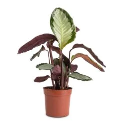 Calathea Picturata Argentea 14 Calathea Picturata Argentea -Hortology Shop Calathea picturata Argentea 12x40cm f9e1c73f 0528 4ecb 89e5 a410c7c34b6e