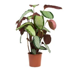 Calathea Picturata Argentea 17 Calathea Picturata Argentea -Hortology Shop Calathea picturata Argentea 17cm