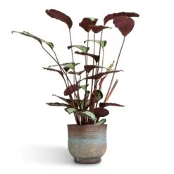 Aico Plant Pot - Shiny Blue -Hortology Shop Calathea picturata Argentea 17x75cm Aico Plant Pot Shiny Blue 22x20cm