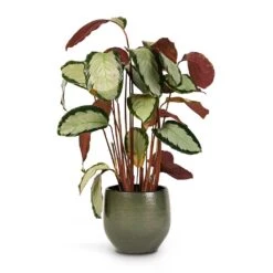 Zembla Plant Pot - Green -Hortology Shop Calathea picturata Argentea 17x75cm Zembla Plant Pot Green 22x20cm
