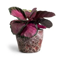 Lava Couple Straight Relic Planter - Pink -Hortology Shop Calathea picturata Crimson 14x50cm Lava Couple Straight Relic Planter Pink 19x13cm 16f68b67 9332 4d35 8c36 4b777842b846