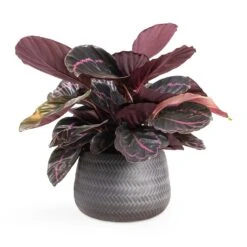 Calathea Roseopicta Dottie - Rose Painted Calathea 17 Calathea Roseopicta Dottie - Rose Painted Calathea -Hortology Shop Calathea roseopicta Dottie Rose Painted Calathea 14x45cm Angle Darcy Plant Pot Anthracite 24x16cm e8f7101b 4cf9 4d8c b37d d85b29104dbc
