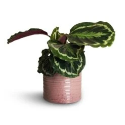 Calathea Roseopicta Medallion -Hortology Shop Calathea roseopicta Dottie Rose Painted Calathea 14x45cm Hera Plant Pot Purple 17x16cm 1