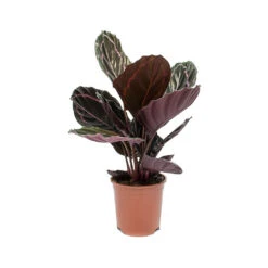 Calathea Roseopicta Dottie - Rose Painted Calathea 15 Calathea Roseopicta Dottie - Rose Painted Calathea -Hortology Shop Calathea roseopicta Dottie Rose Painted Calathea