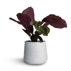 Patt Plant Pot - White Washed -Hortology Shop Calathea roseopicta Medallion 12x30cm Patt Plant Pot White Washed 16x14cm