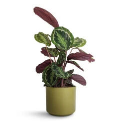 Calathea Roseopicta Medallion -Hortology Shop Calathea roseopicta Medallion 19x70cm Prague Plant Pot Olive 20x18cm 87d807aa 1163 4009 a06c 122257e2ca9e