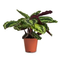 Calathea Roseopicta Medallion -Hortology Shop Calathea roseopicta Medallion 19x70cm cc3e27f7 50ad 4697 9b17 9f4f5c32e896