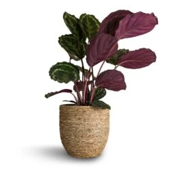 Cody Plant Pot - Straw Grass -Hortology Shop Calathea roseopicta Medallion 19x80cm Cody Plant Pot Straw Grass 27x26cm 03966e9f 767b 4dcb bef0 f2fef6fc43c3