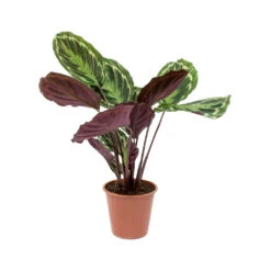 Calathea Roseopicta Medallion -Hortology Shop Calathea roseopicta Medallion