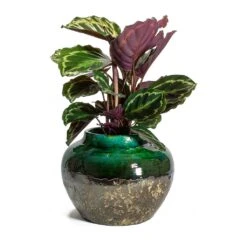 Lindy Jar Plant Pot - Black Green -Hortology Shop Calathea roseopicta Medallion Lindy Jar Plant Pot Black Green