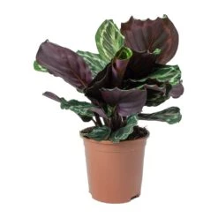 Calathea Roseopicta Medallion -Hortology Shop Calathea roseopicta Medallion Small