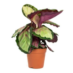 Calathea Roseopicta Silvia - Rose Painted Calathea -Hortology Shop Calathea roseopicta Silvia Rose Painted Calathea 12cm New