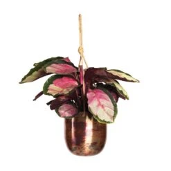 Calathea Roseopicta Silvia - Rose Painted Calathea -Hortology Shop Calathea roseopicta Silvia Rose Painted Calathea 12x35cm Kian Hanging Metal Planters Set3 Sky Burn 95bd757d 61e5 4408 96a6 8a3073dabd23