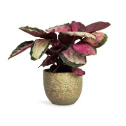 Calathea Roseopicta Silvia - Rose Painted Calathea -Hortology Shop Calathea roseopicta Silvia Rose Painted Calathea 12x35cm Rinca Plant Pot Shiny Green 15x13cm 168fb22d e512 4eb6 85bd e96d443a4385