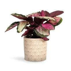 Calathea Roseopicta Silvia - Rose Painted Calathea -Hortology Shop Calathea roseopicta Silvia Rose Painted Calathea 12x35cm Venetian Plant Pot Grey 16x14cm d4ada3d5 c170 4458 af16 ee2905f63089