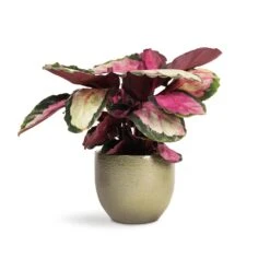 Calathea Roseopicta Silvia - Rose Painted Calathea -Hortology Shop Calathea roseopicta Silvia Rose Painted Calathea 12x35cm Zembla Plant Pot Green 15x13cm