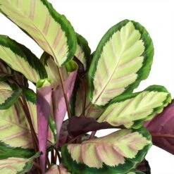 Calathea Roseopicta Silvia - Rose Painted Calathea -Hortology Shop Calathea roseopicta Silvia Rose Painted Calathea Leaves