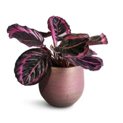 Calathea Roseopicta Surprise Star - Rose Painted Calathea