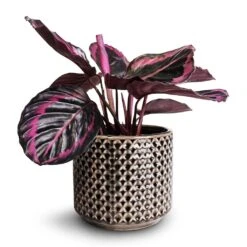 Calathea Roseopicta Surprise Star - Rose Painted Calathea -Hortology Shop Calathea roseopicta Surprise Star Rose Painted Calathea 14x30cm Thies Plant Pot Anthracite 17x15cm