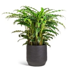 Norell Plant Pot - Black -Hortology Shop Calathea rufibarba Bluegrass Velvet Calathea 17x60cm Norell Plant Pot Black 21x20cm 2a568be6 cb39 4ca2 b7da a472101109d8