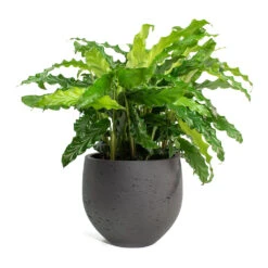 Mini Orb Kevan Plant Pot - Black Washed -Hortology Shop Calathea rufibarba Green Velvet Calathea Mini Orb Kevan Plant Pot Black Washed 10765077 ef0b 4d1a a7e8 fa4cdaf60a7d