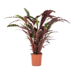 Calathea Rufibarba - Velvet Calathea 13 Calathea Rufibarba - Velvet Calathea -Hortology Shop Calathea rufibarba Velvet Calathea 19x70cm