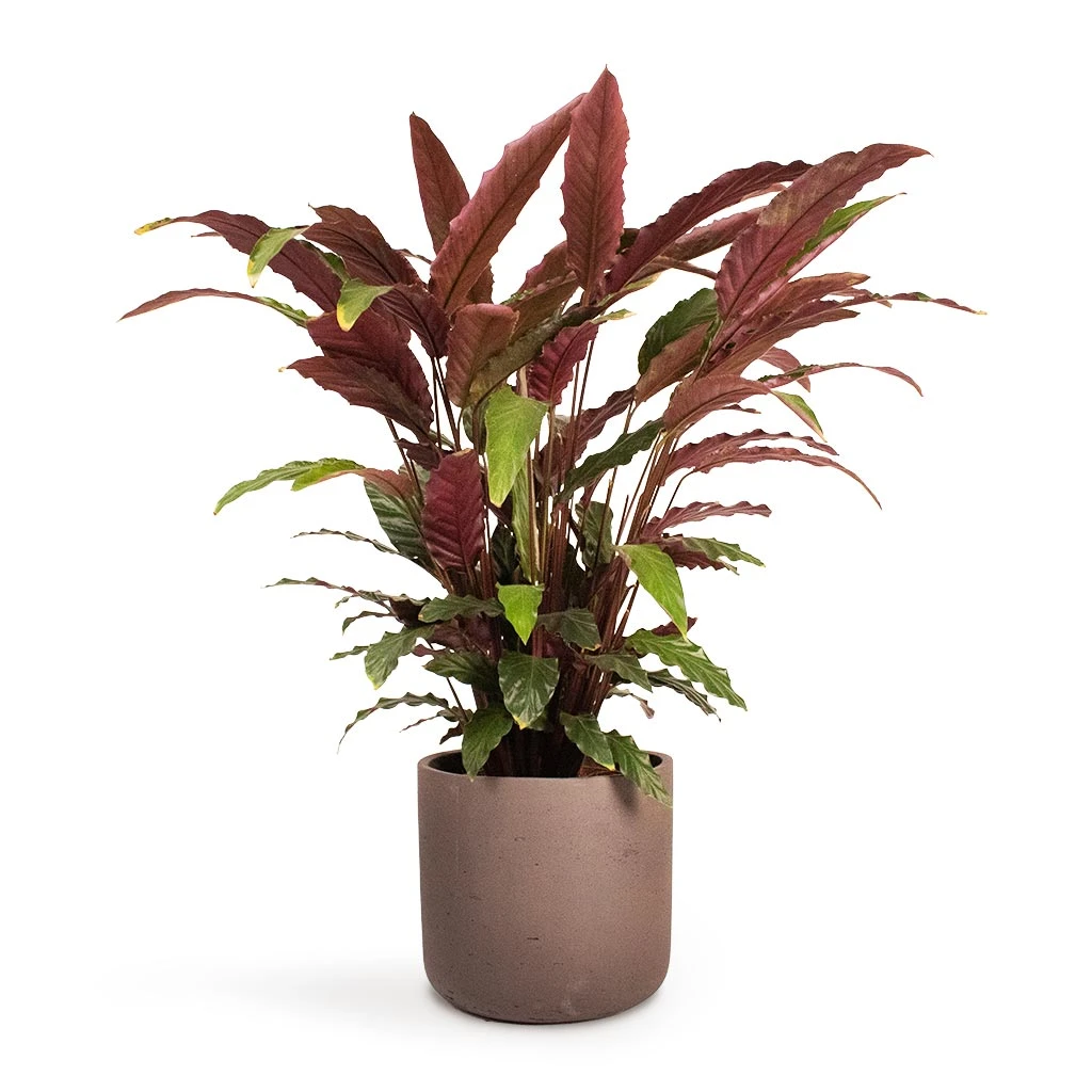 Calathea Rufibarba - Velvet Calathea 9 Calathea Rufibarba - Velvet Calathea - Image 9