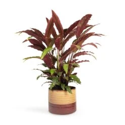 Calathea Rufibarba - Velvet Calathea 12 Calathea Rufibarba - Velvet Calathea -Hortology Shop Calathea rufibarba Velvet Calathea 19x70cm Didi Plant Pot Matt Brown 25x21cm