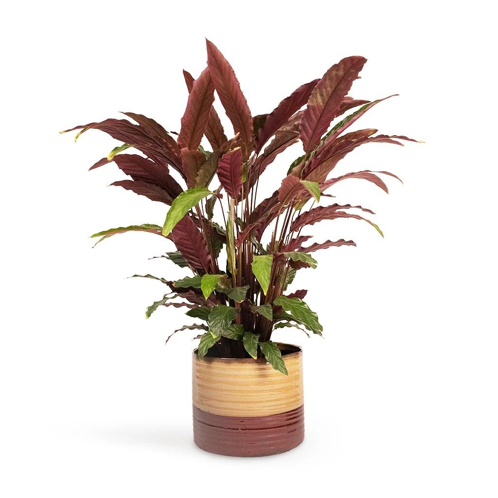 Calathea Rufibarba - Velvet Calathea 3 Calathea Rufibarba - Velvet Calathea - Image 3