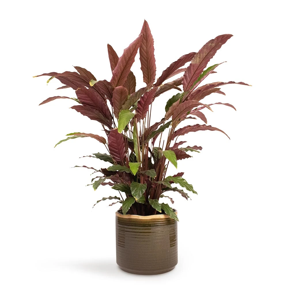 Calathea Rufibarba - Velvet Calathea 8 Calathea Rufibarba - Velvet Calathea - Image 8