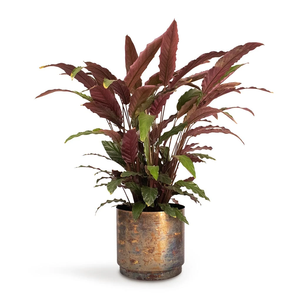 Calathea Rufibarba - Velvet Calathea 5 Calathea Rufibarba - Velvet Calathea - Image 5