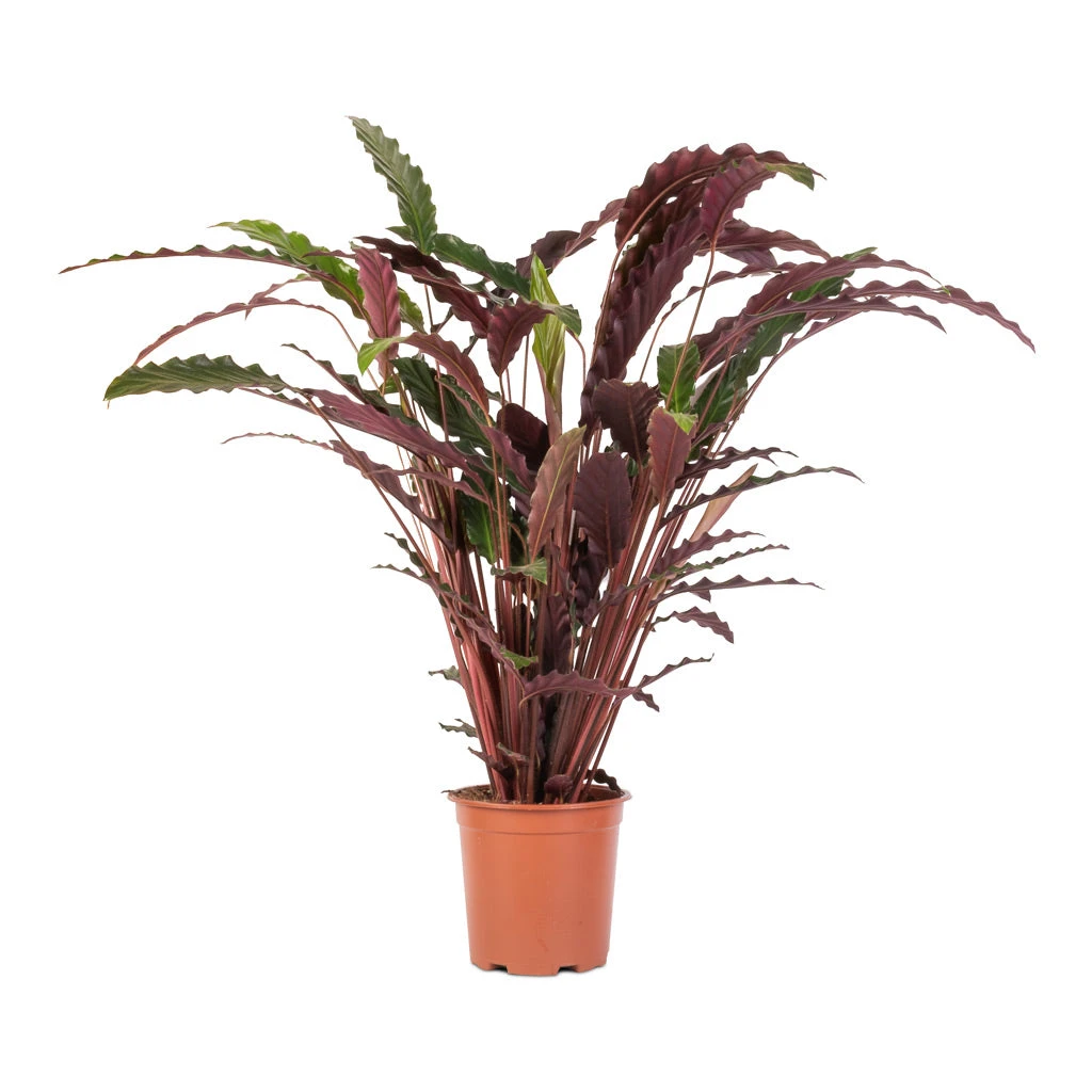 Calathea Rufibarba - Velvet Calathea 4 Calathea Rufibarba - Velvet Calathea - Image 4