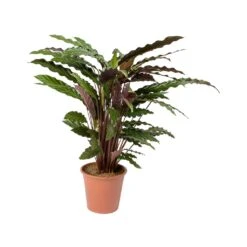 Calathea Rufibarba - Velvet Calathea 16 Calathea Rufibarba - Velvet Calathea -Hortology Shop Calathea rufibarba Velvet Calathea