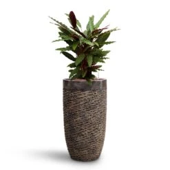 Luxe Lite Layer Partner Planter - Bronze -Hortology Shop Calathea rufibarba Velvet Calathea HydroCare Luxe Lite Layer Partner Planter Bronze b0df9dca 2ace 48d1 bca5 388205592022