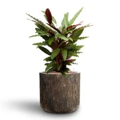 Calathea Rufibarba - Velvet Calathea - HydroCare -Hortology Shop Calathea rufibarba Velvet Calathea Hydroculture Luxe Lite Waterfall Cylinder Planter Bronze