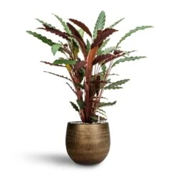 Calathea Rufibarba - Velvet Calathea - HydroCare -Hortology Shop Calathea rufibarba Velvet Calathea Hydroculture Ryan Plant Pot Shiny Gold