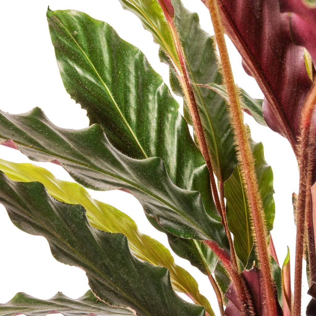 Calathea Rufibarba - Velvet Calathea 2 Calathea Rufibarba - Velvet Calathea - Image 2