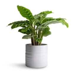 Hadleigh Plant Pot - White -Hortology Shop Calathea zebrina Zebra Plant 14x45cm Hadleigh Plant Pot White 17x15cm 47c5d1fe 6bb2 447b 85c6 c530e0c28e51