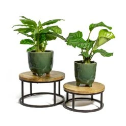 Calathea Orbifolia -Hortology Shop Calathea zebrina Zebra Plant Calathea orbifolia kaat green plant pot lois plant stand 247b9b9b cd05 4afa 80c5 c43371d14ee4