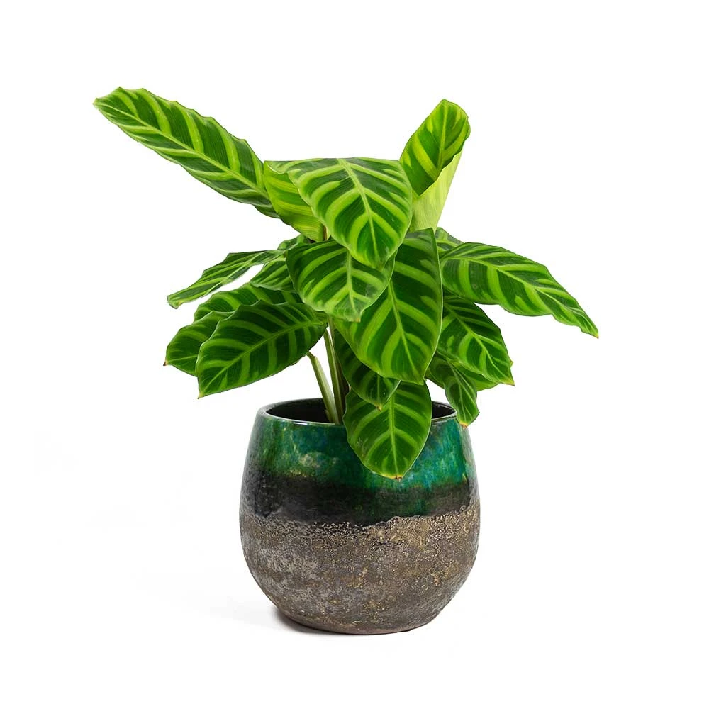 Lindy Plant Pot - Black Green 5 Lindy Plant Pot - Black Green - Image 5