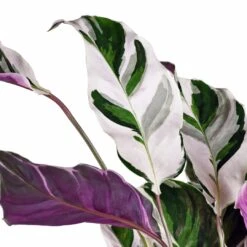 Hortology Shop -Hortology Shop CalatheaFusionWhite Leaves
